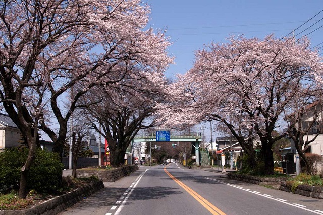 今が旬！　関東７県のお花見スポット！