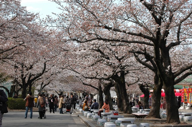 桜前線を追え！　中部有名お花見スポット特集！
