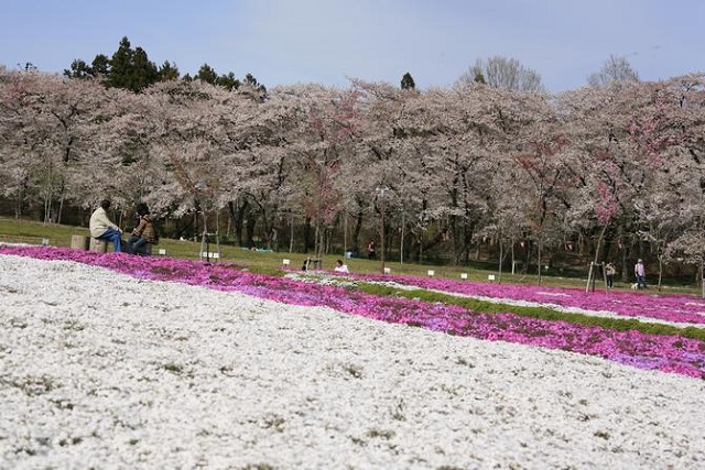 今が旬！　関東７県のお花見スポット！