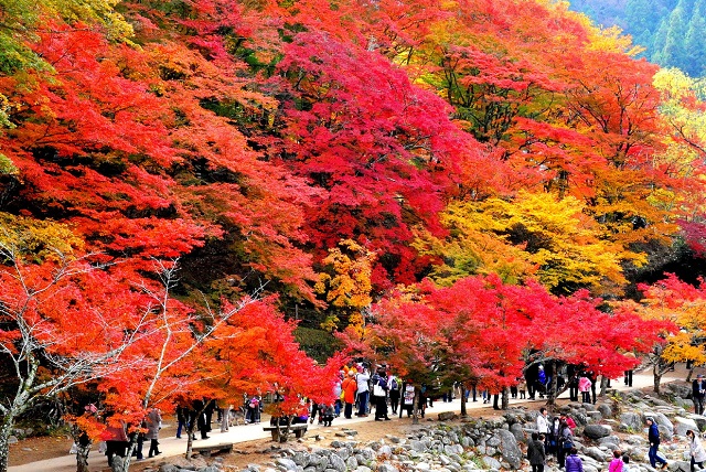 秋は紅葉狩りデート　日本の紅葉の名所